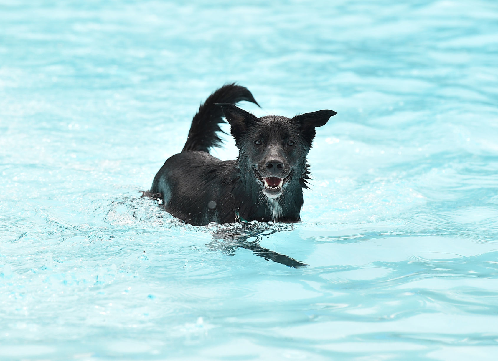 082919-bet-doggysplash-051a.JPG